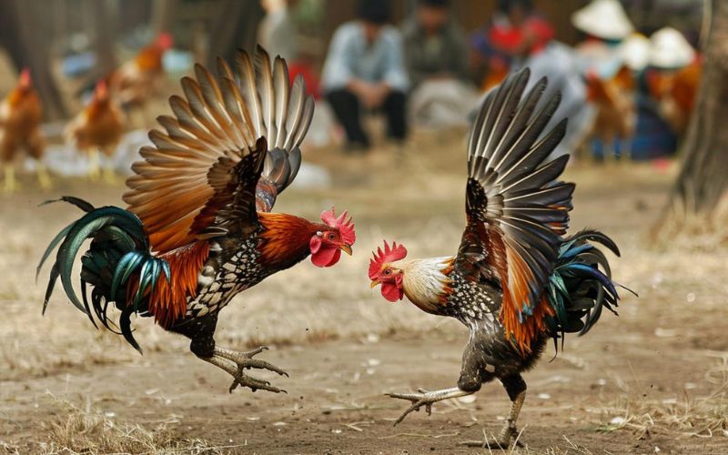 Đá Gà Trực Tuyến