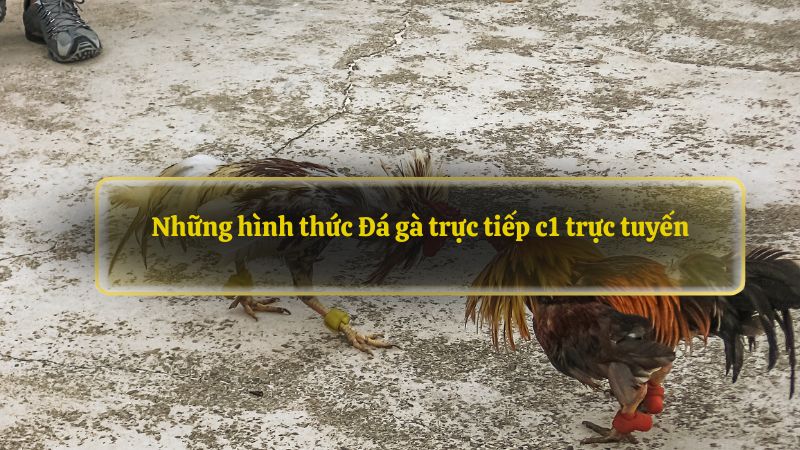 Đá gà trực tiếp C1