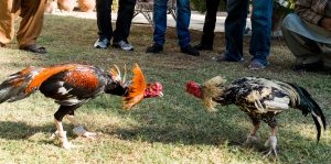 Chào mừng bạn đến với bài viết của chúng tôi về chiến lược đá gà thắng lớn tại E2BET. Trong thế giới cá cược hiện đại, việc nắm vững các chiến lược có thể quyết định sự thành công hay thất bại của bạn. Đá gà không chỉ là một trò chơi may rủi mà còn là một nghệ thuật đòi hỏi sự phân tích sắc bén và chiến lược thông minh. Bài viết này https://e2gaviet.com/ sẽ cung cấp cho bạn những chiến lược chi tiết để tối đa hóa cơ hội thắng lợi khi tham gia vào các trận đấu đá gà tại E2BET.