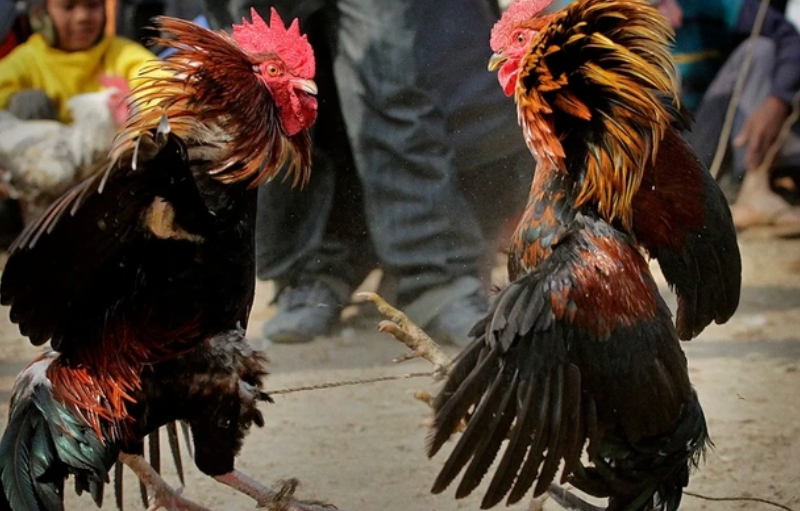 Cá Cược Đá Gà