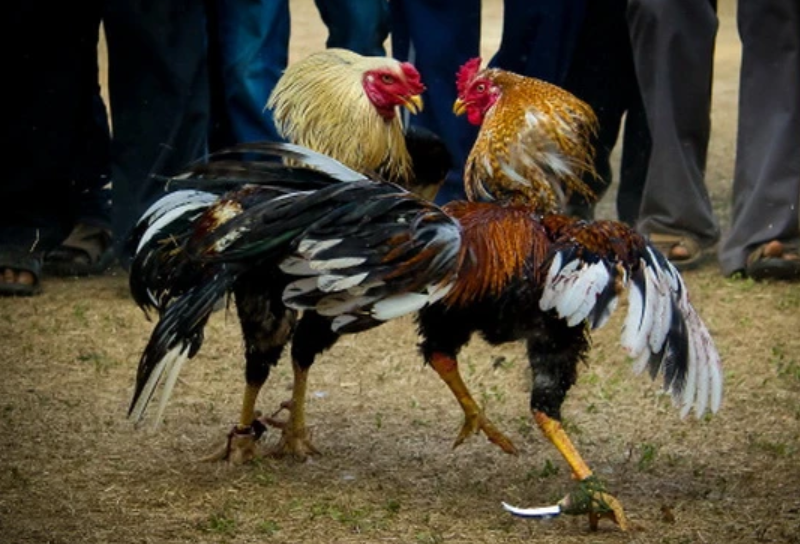 Đá Gà Cựa Sắt