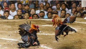 Cá Cược Đá Gà