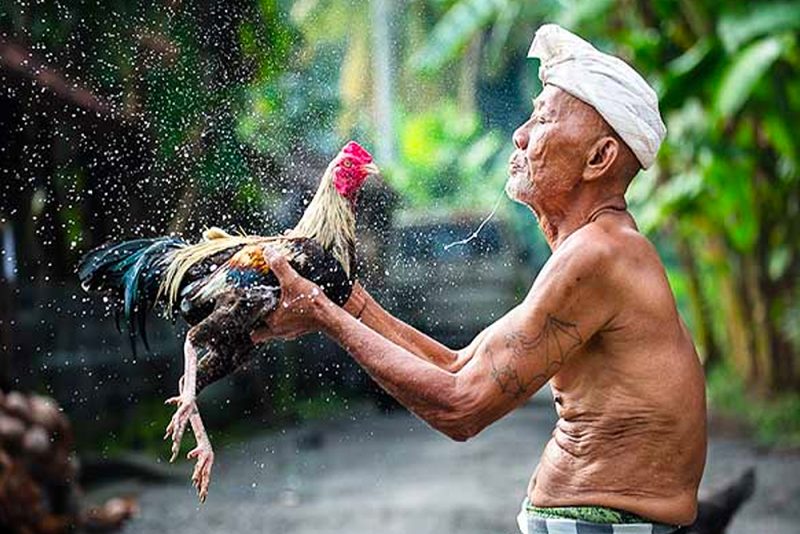 Cá Cược Đá Gà