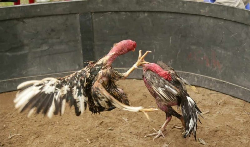 đá gà cựa sắt